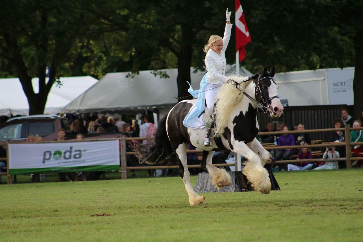 Drumhorse Prince Chato Come on Cool -  Registeret i GCDHA billede 11