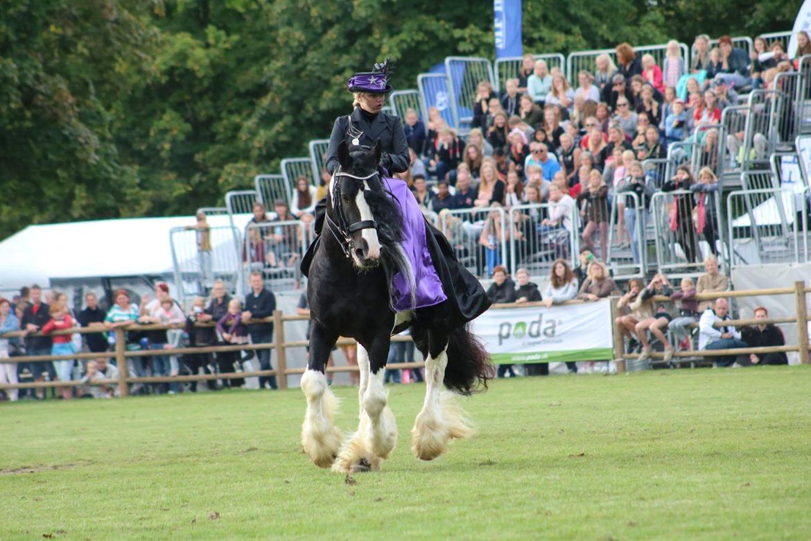 Drumhorse Lord Korpus King Keen - Godkendt i EU og GCDHA billede 3
