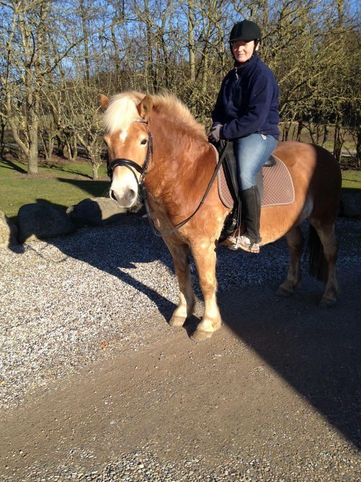 Haflinger Aske Rørmosegård - min skønne ridepony, elsker det store hoved uendeligt meget❤️ billede 18