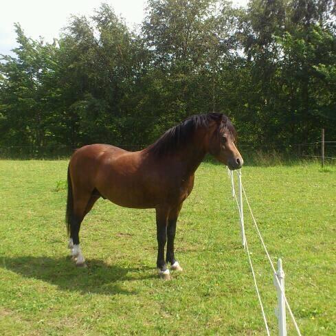 Welsh Mountain (sec A) Harvest Maistro - Maistro sommeren 2015 billede 18