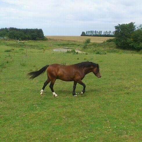 Welsh Mountain (sec A) Harvest Maistro billede 19