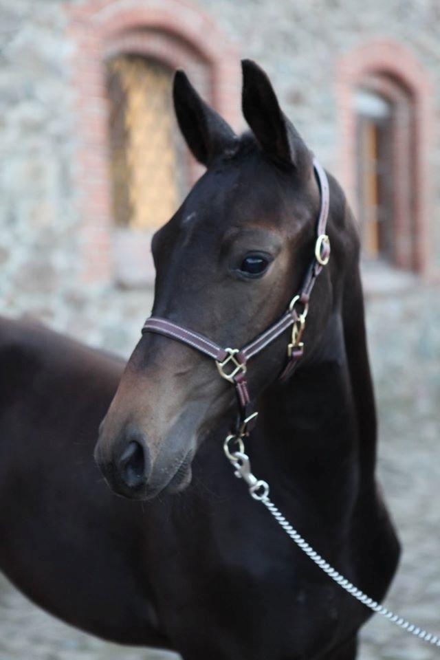 Dansk Varmblod Archibald af Skanderborg - Fra DV's jubilæumsshow Foto: Stutteriet Skanderborg billede 1