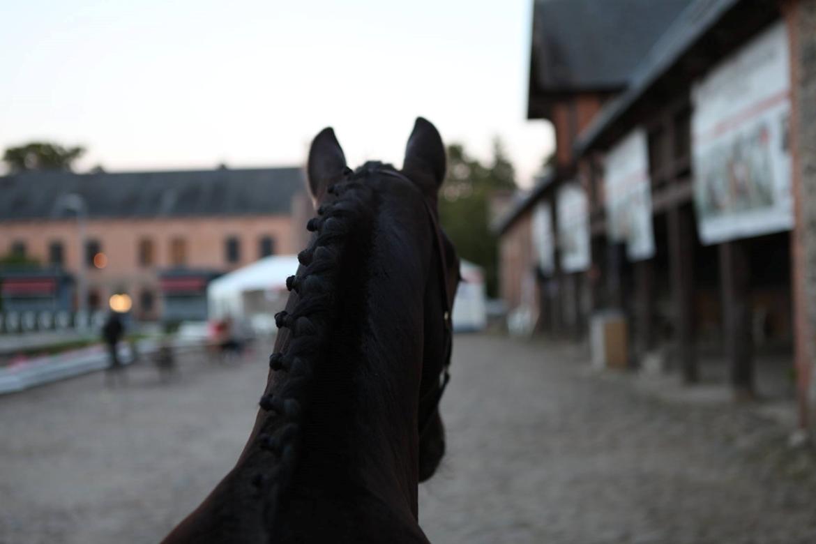 Dansk Varmblod Archibald af Skanderborg - fra DV's jubilæumsshow Foto: Stutteriet Skanderborg billede 2
