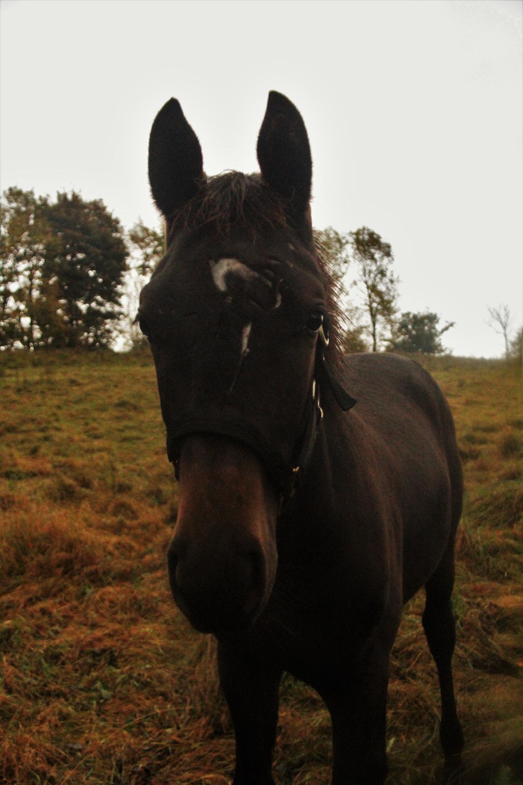 Dansk Varmblod Archibald af Skanderborg - Stakkels forurettede Archibald, som havde kløet sig i protest over fravænning. Foto: Mig billede 3