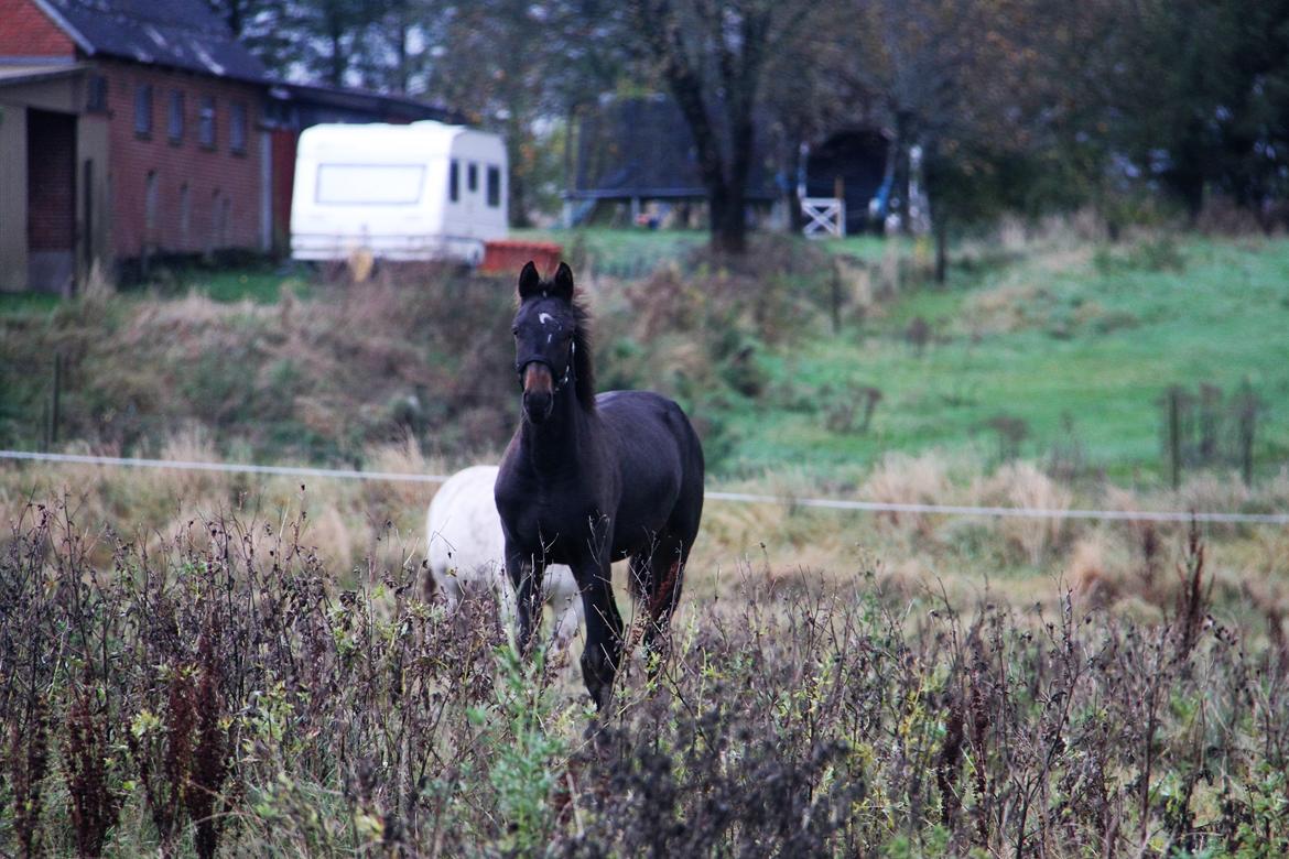 Dansk Varmblod Archibald af Skanderborg - Foto: Mig billede 4