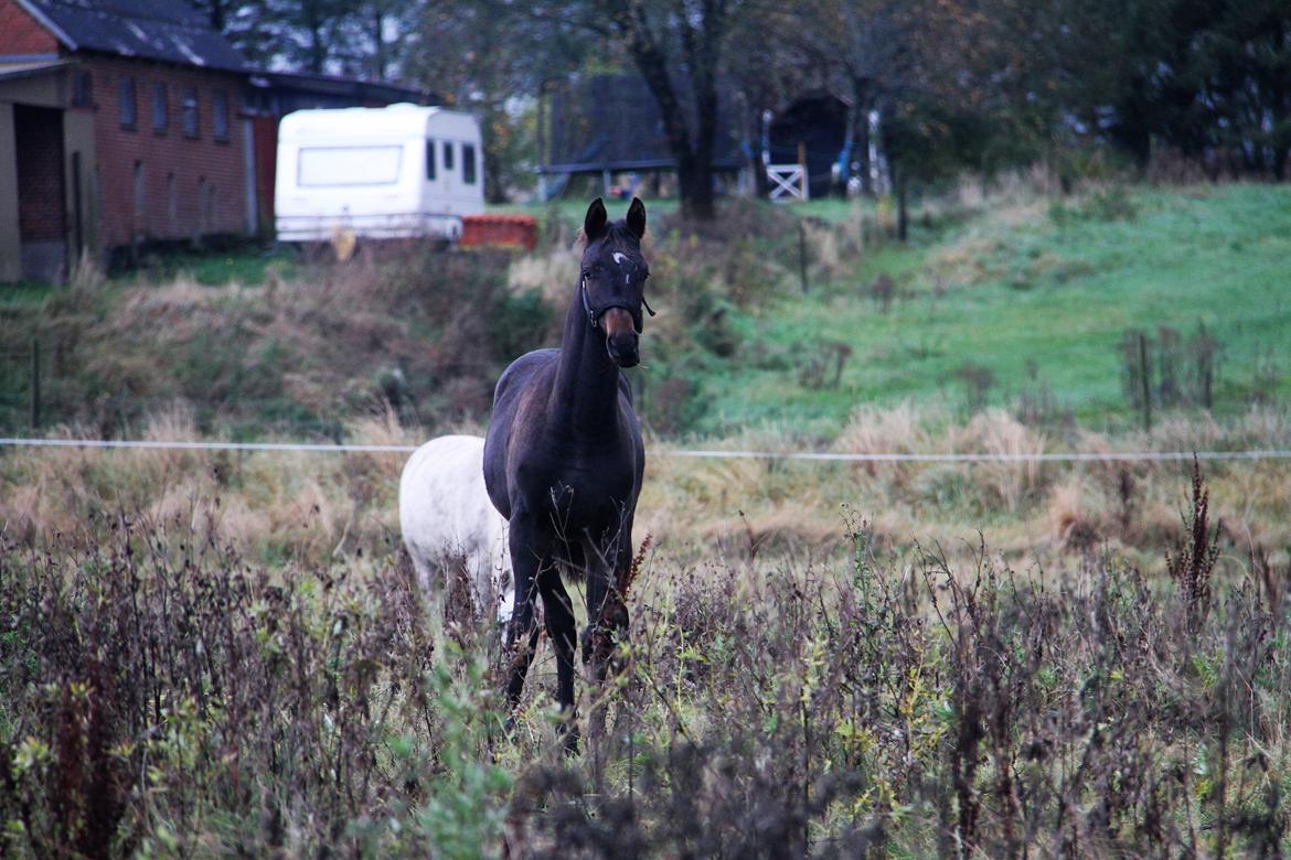 Dansk Varmblod Archibald af Skanderborg - Foto: Mig billede 5