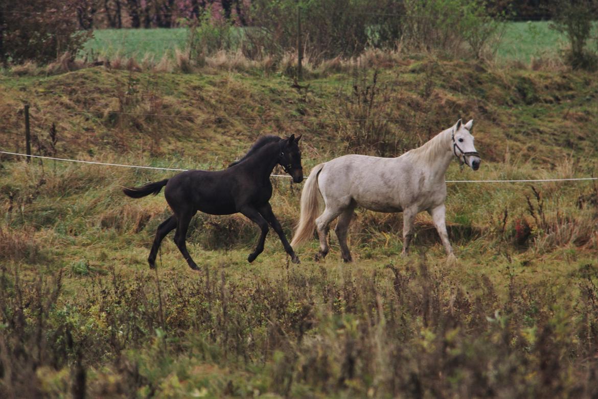 Dansk Varmblod Archibald af Skanderborg - Duchess viser Kip rundt på folden foto: Mig billede 6