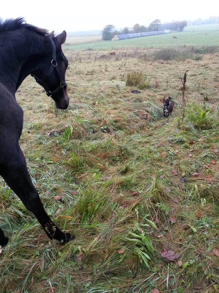 Dansk Varmblod Archibald af Skanderborg - Archibald er vældig interesseret i mit gadekryds Smiley Foto: mig billede 7