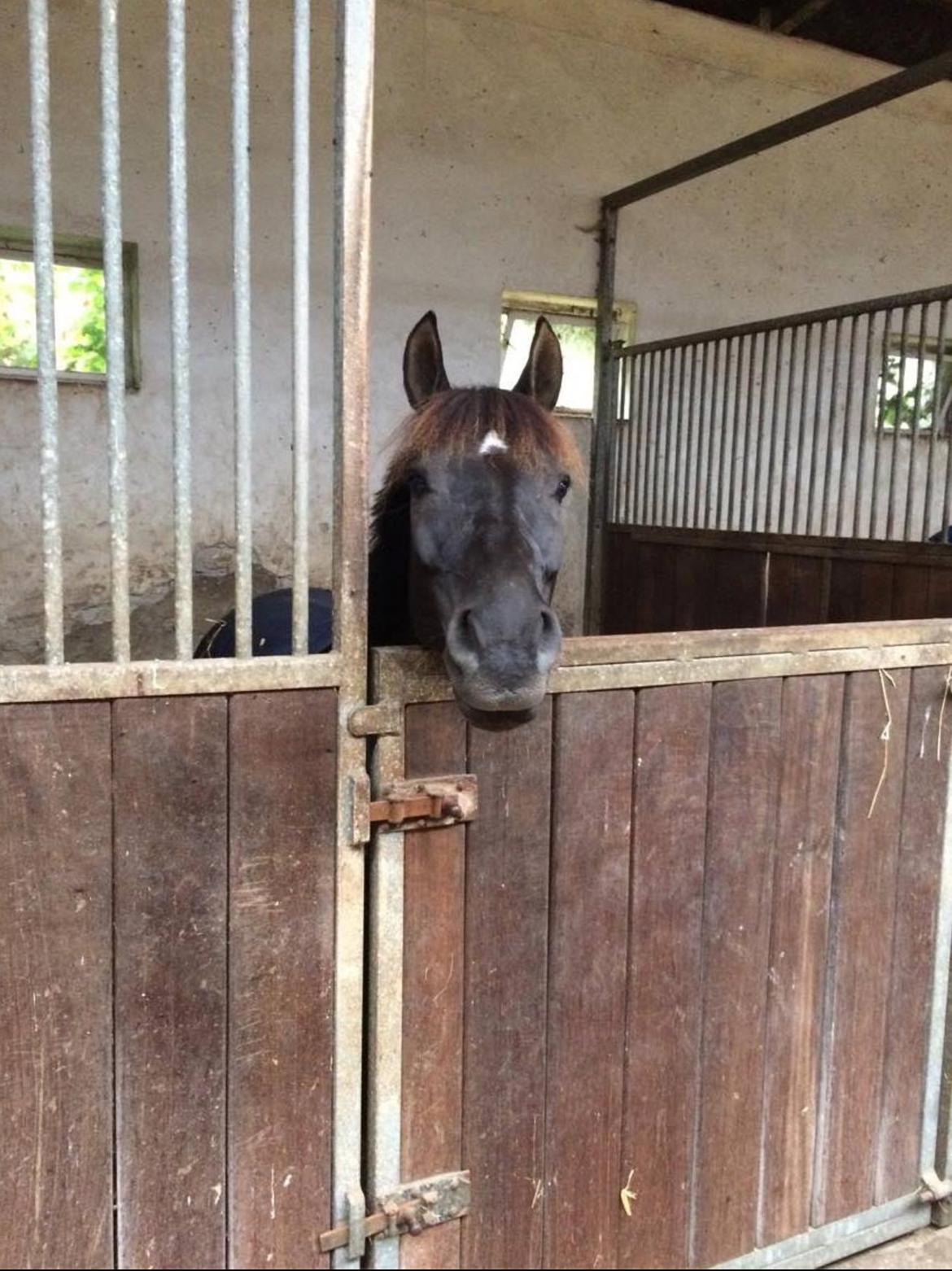 Anden særlig race Kamira billede 8