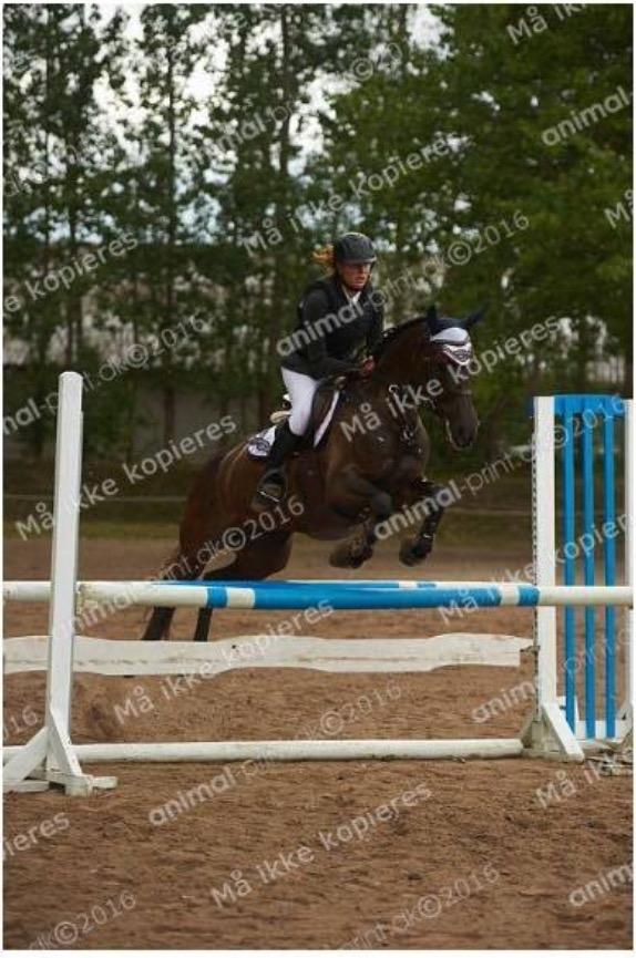 Anden særlig race Kamira billede 9