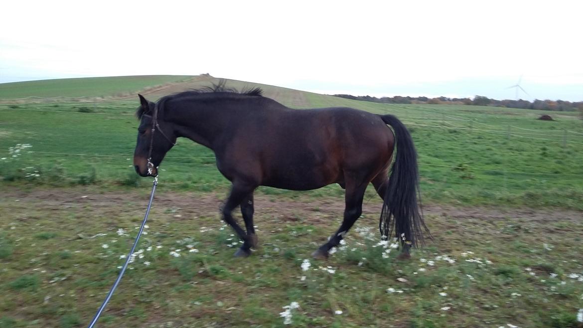 Oldenborg Benjamin billede 1