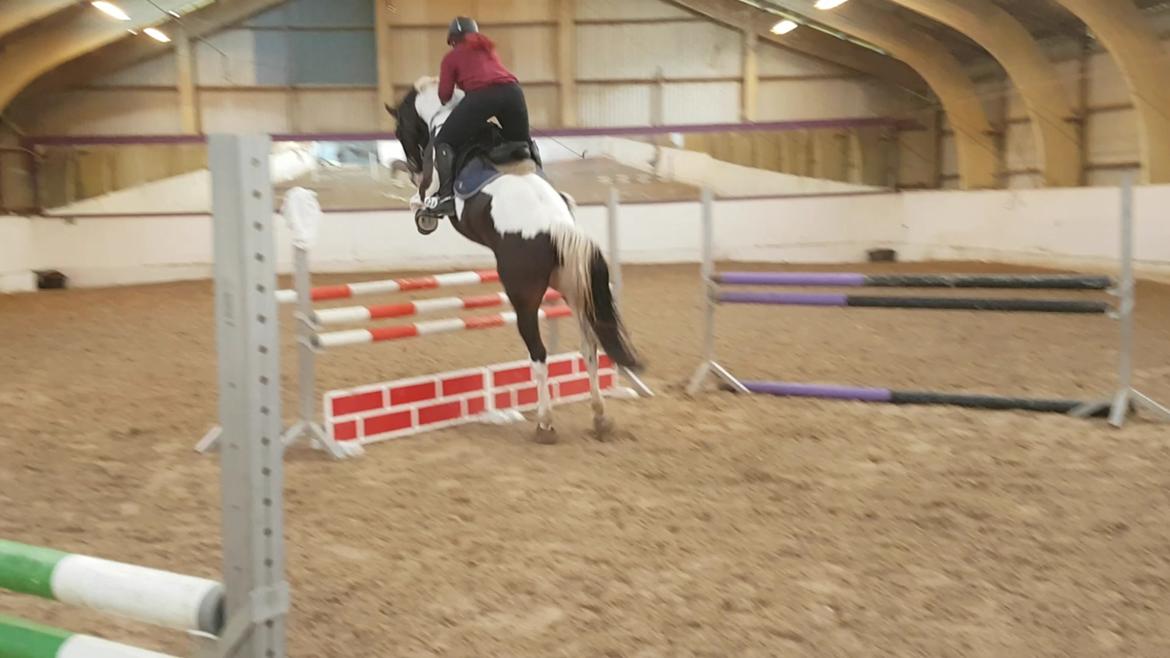 Pinto Bakkegaardens Montoya billede 2