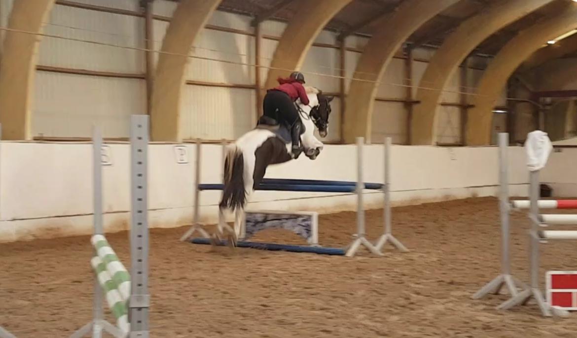 Pinto Bakkegaardens Montoya billede 4