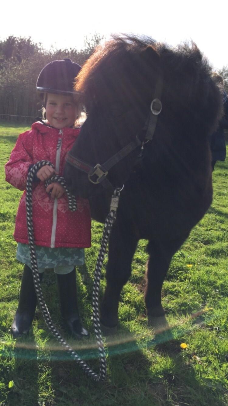 Shetlænder valentin billede 1