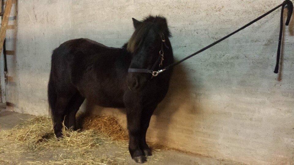 Shetlænder valentin billede 2