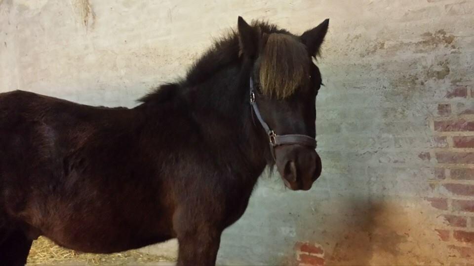 Shetlænder valentin billede 3