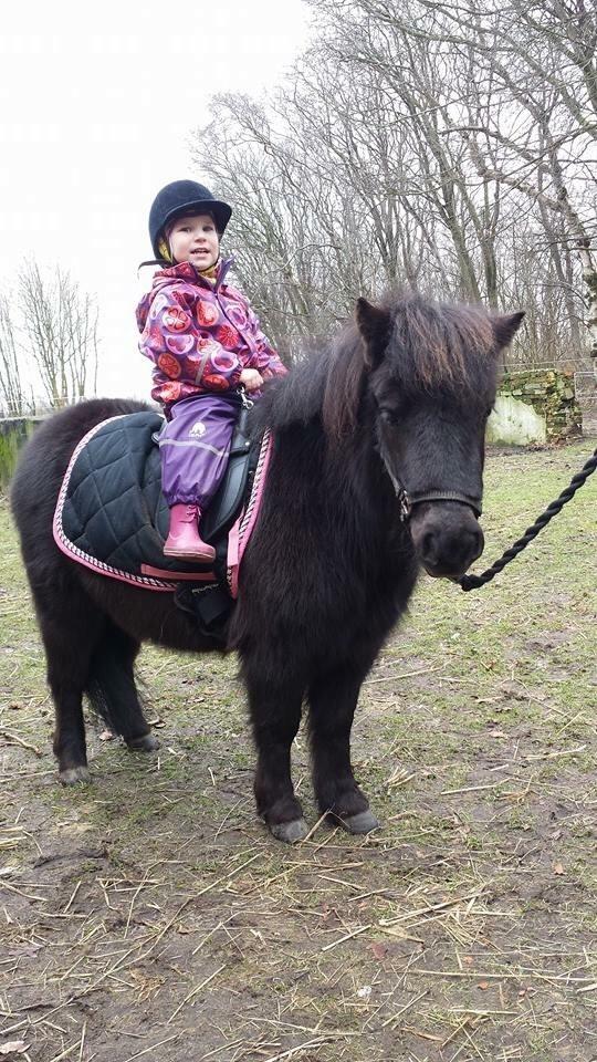 Shetlænder valentin billede 4