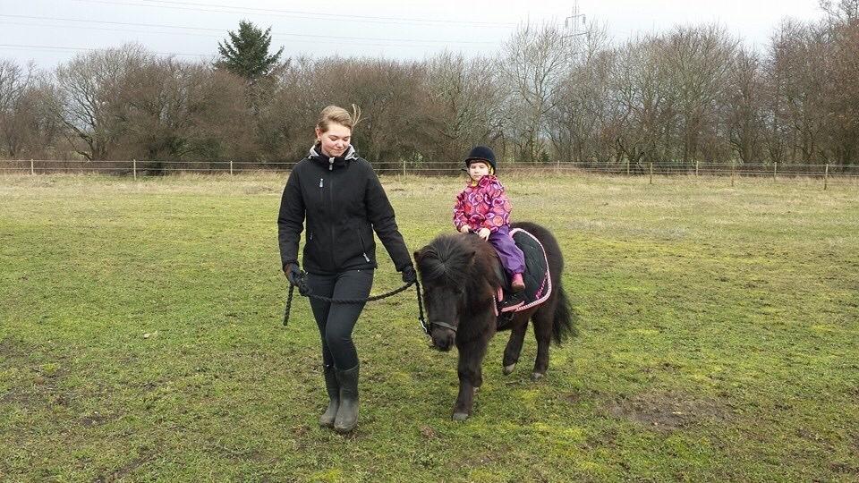 Shetlænder valentin billede 5