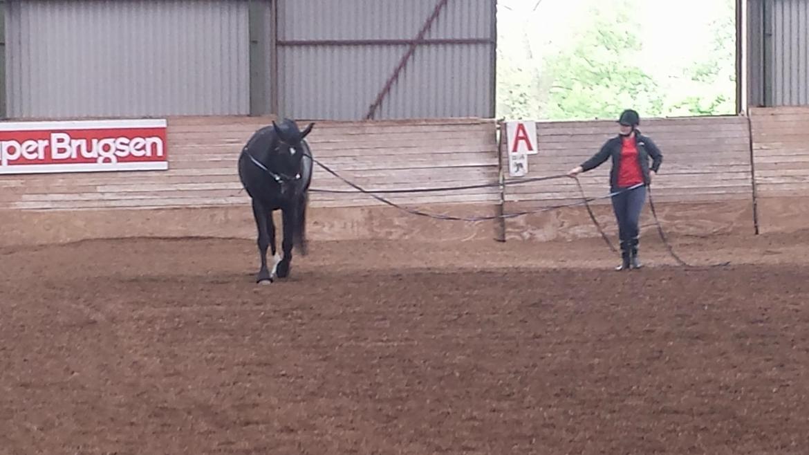 Oldenborg Maggie Tisted - Maj 2016 billede 44