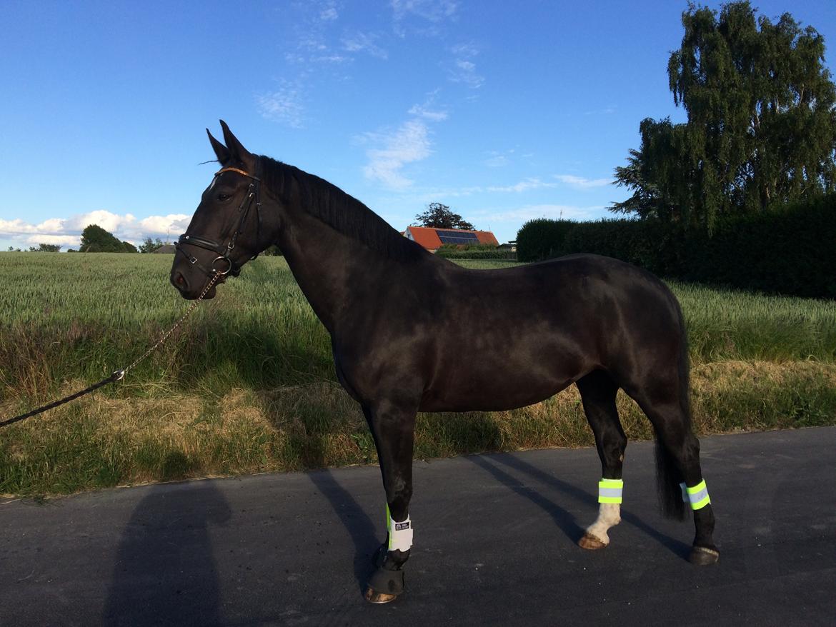 Oldenborg Maggie Tisted - Juli 2016 billede 40