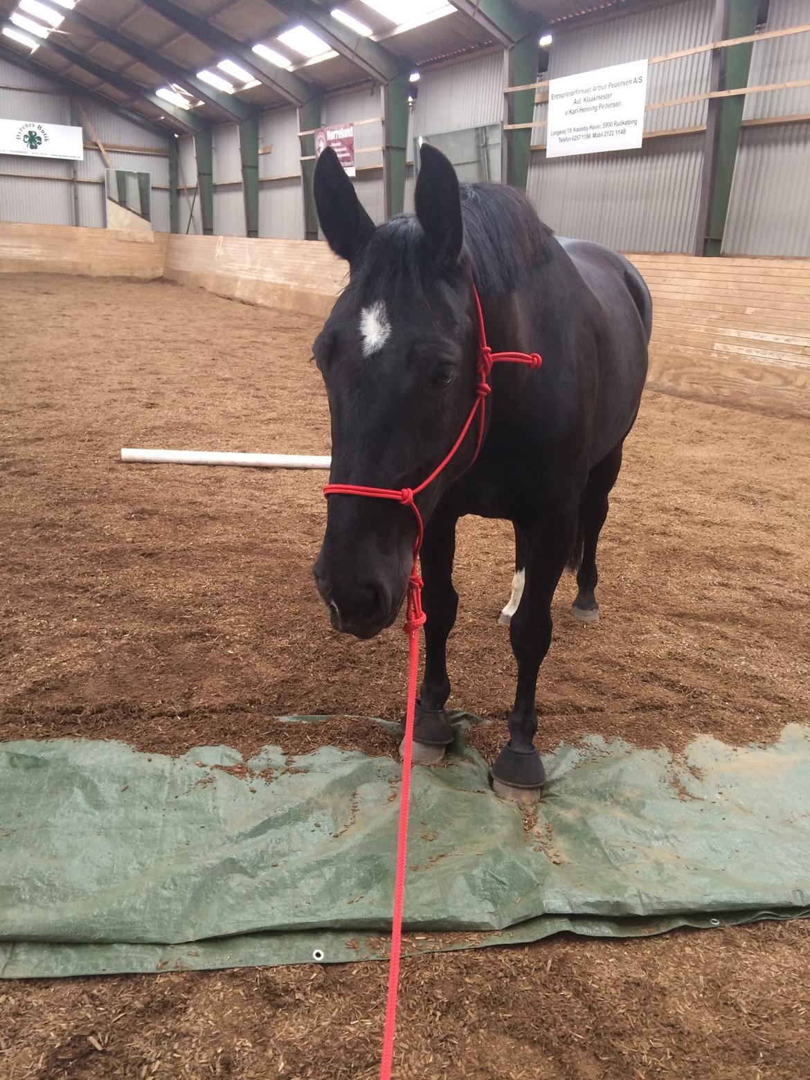 Oldenborg Maggie Tisted - April 2016 billede 45