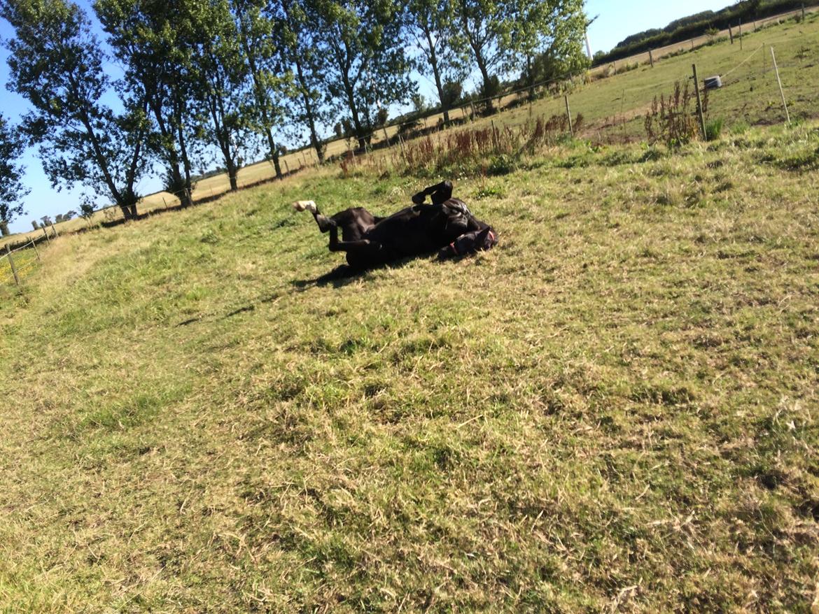 Oldenborg Maggie Tisted - April 2017 billede 28