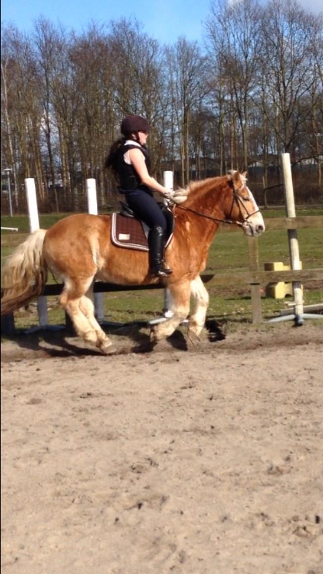 Haflinger Heraus  billede 2
