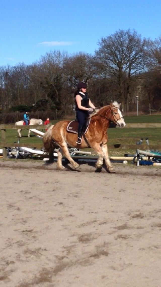 Haflinger Heraus  billede 1