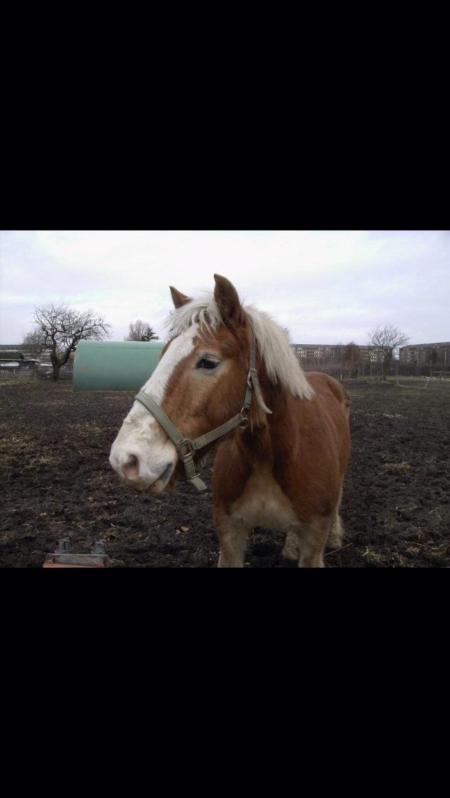 Haflinger Heraus  billede 4