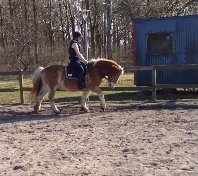 Haflinger Heraus  billede 3