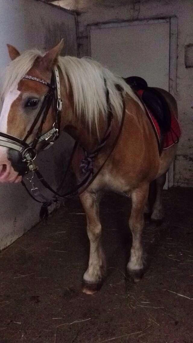 Haflinger Heraus  billede 5