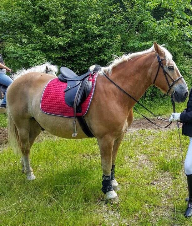 Haflinger Heraus  billede 6