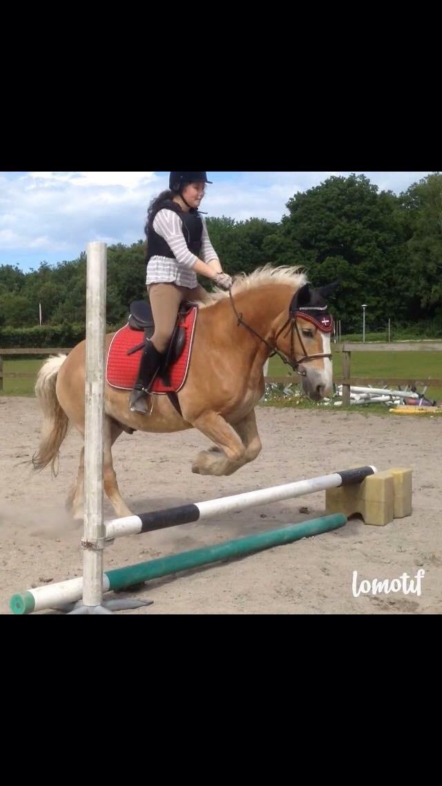 Haflinger Heraus  billede 12