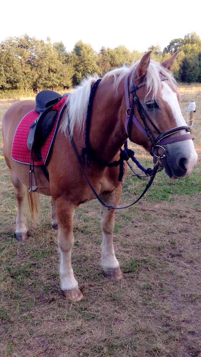 Haflinger Heraus  billede 8