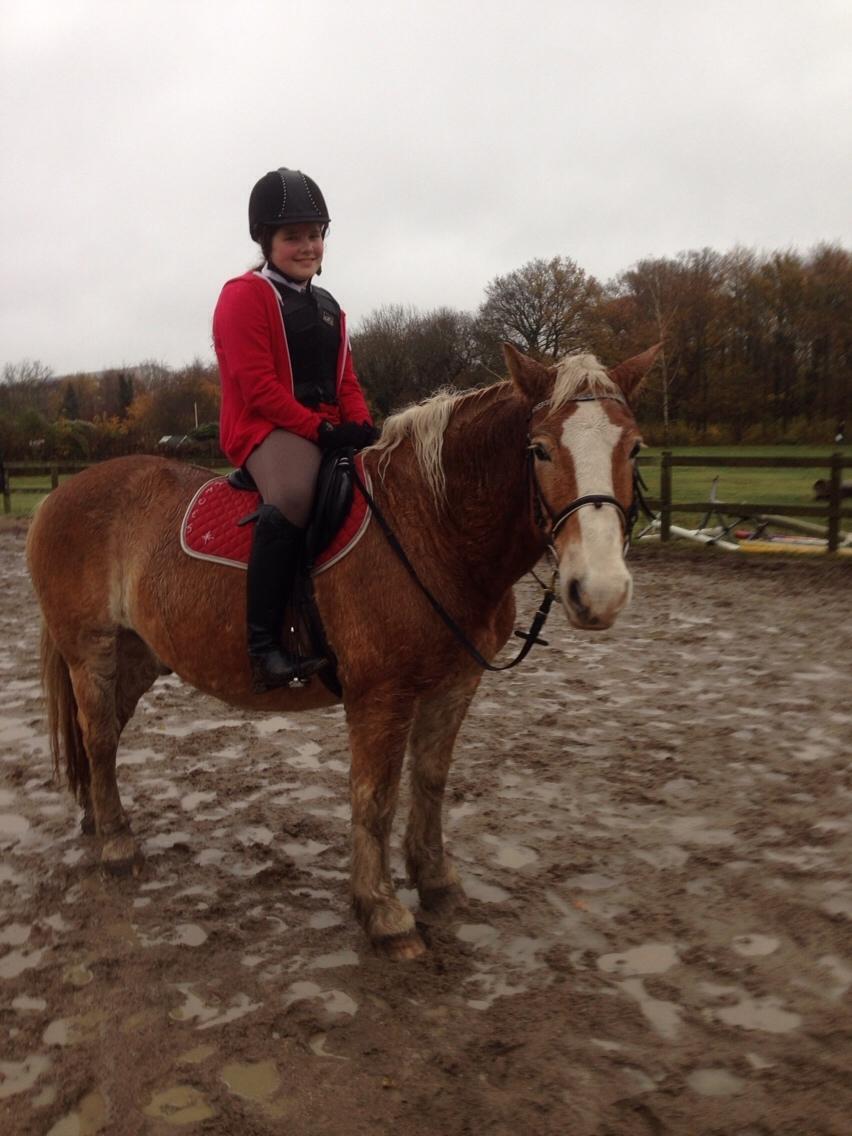 Haflinger Heraus  billede 10