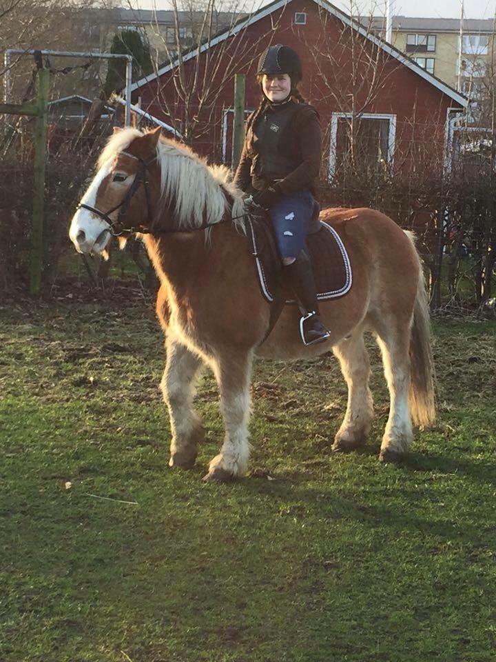 Haflinger Heraus  billede 15
