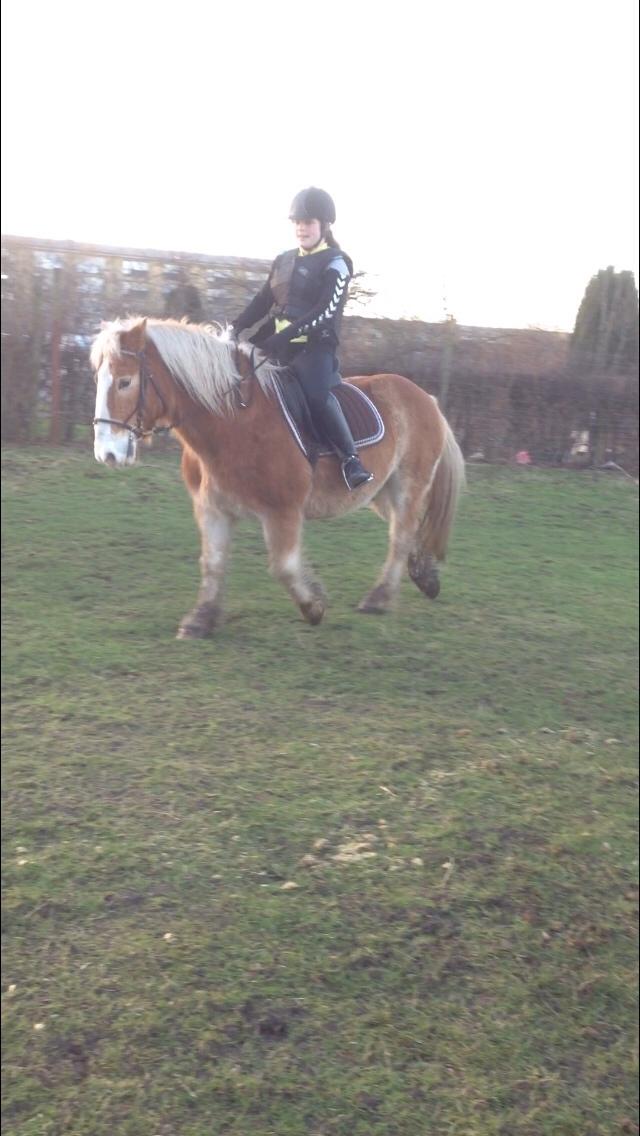 Haflinger Heraus  billede 16