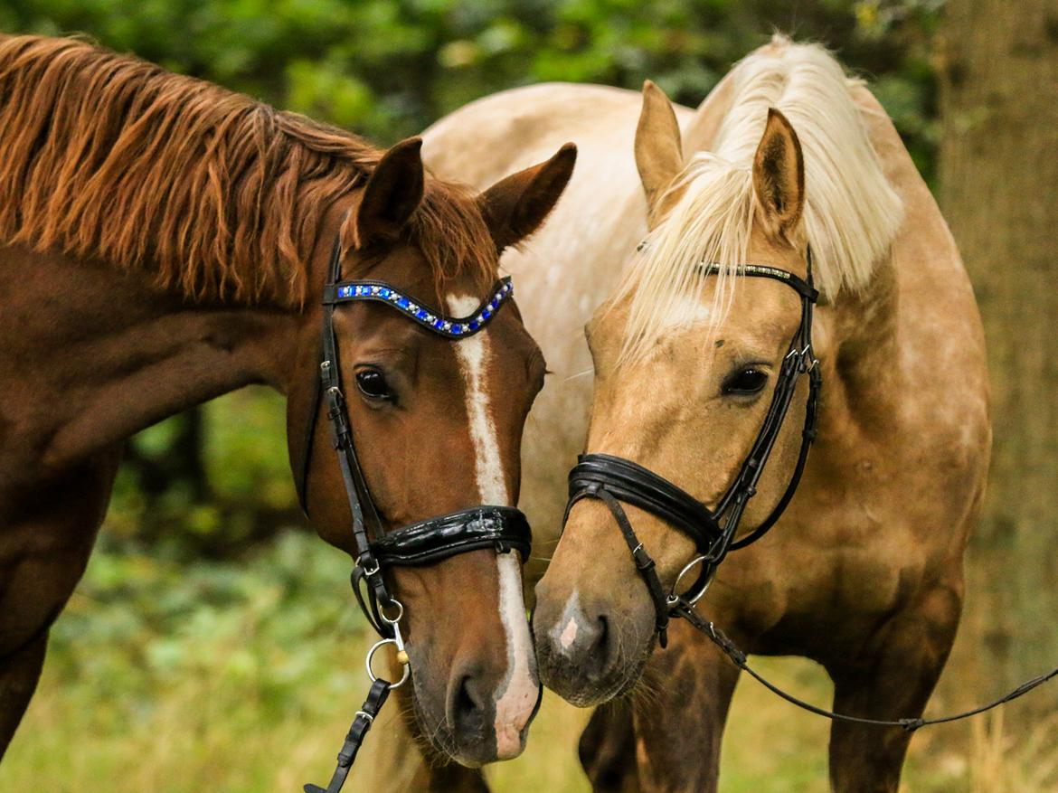 Palomino Bjerregårdens storm - min tidliger hest Røde der desværre var syg og skulle aflives, derfor jeg fik Storm. så det betød meget at få et billed af dem sammen  billede 3