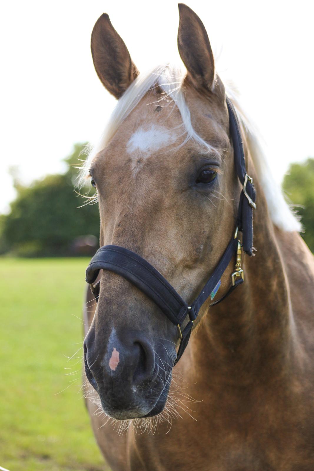 Palomino Bjerregårdens storm billede 8