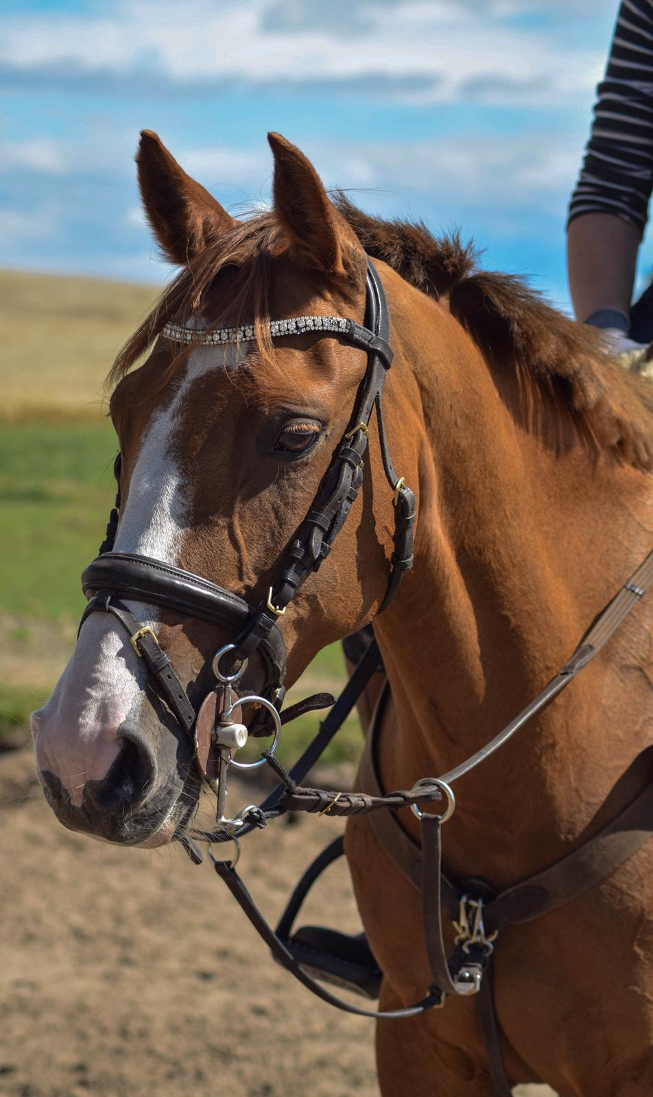 DSP Hedemand's kiare billede 12