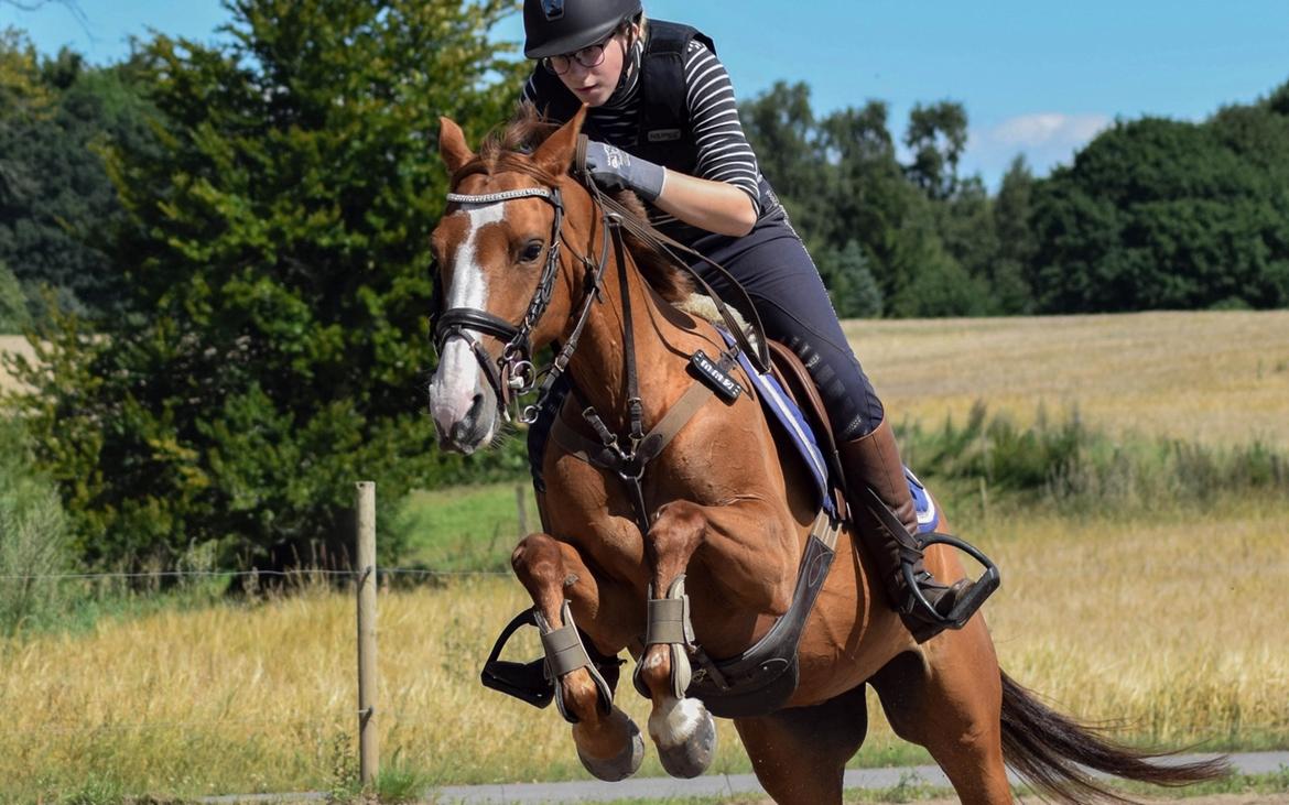 DSP Hedemand's kiare billede 1