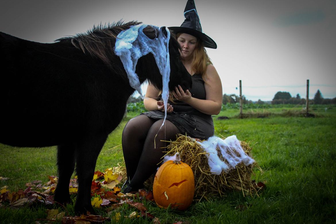 Shetlænder Mosbækmindes Toscana - Happy Halloween :D  billede 5