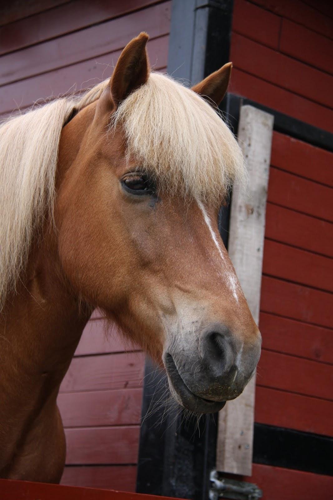 Islænder Trausti fra Gingsholm<3 - Velkommen til Trausti's profil <3 Foto: AJM Foto 03.08.2016 billede 1