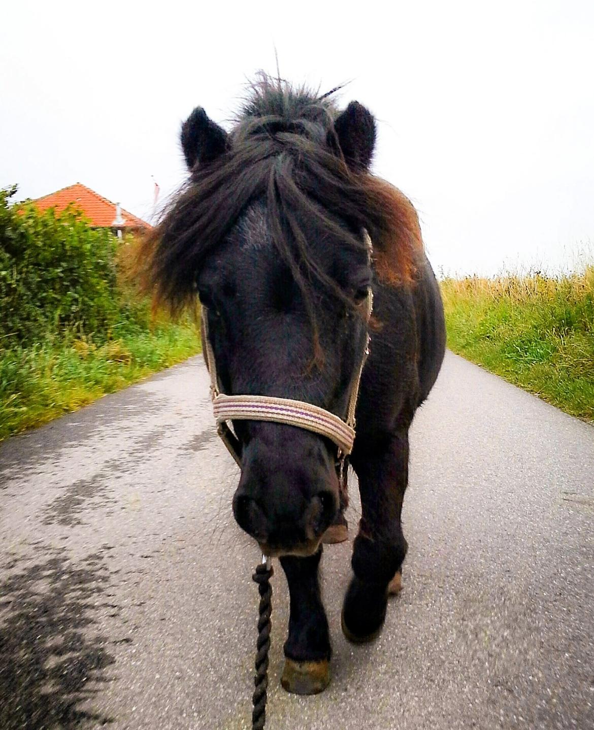 Shetlænder Ædellunds Tilde billede 5