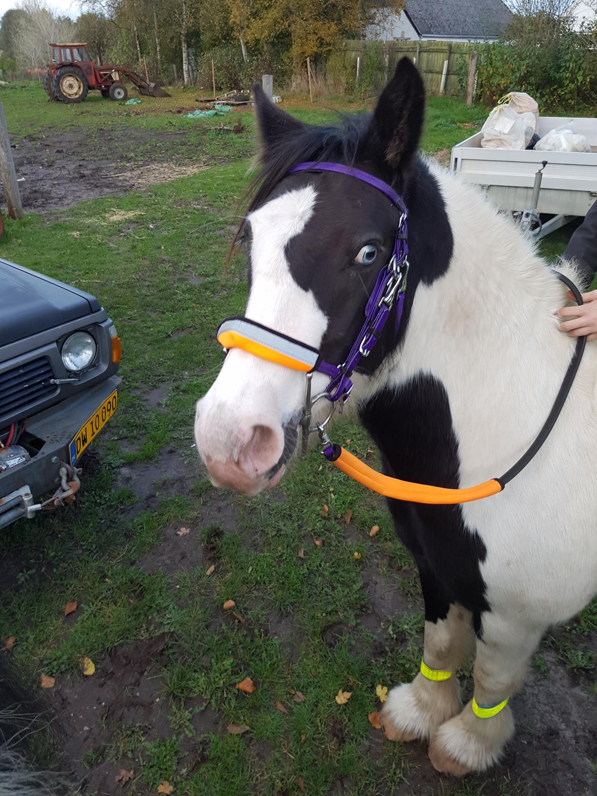 Tinker Skovbakkens Maggi May billede 14