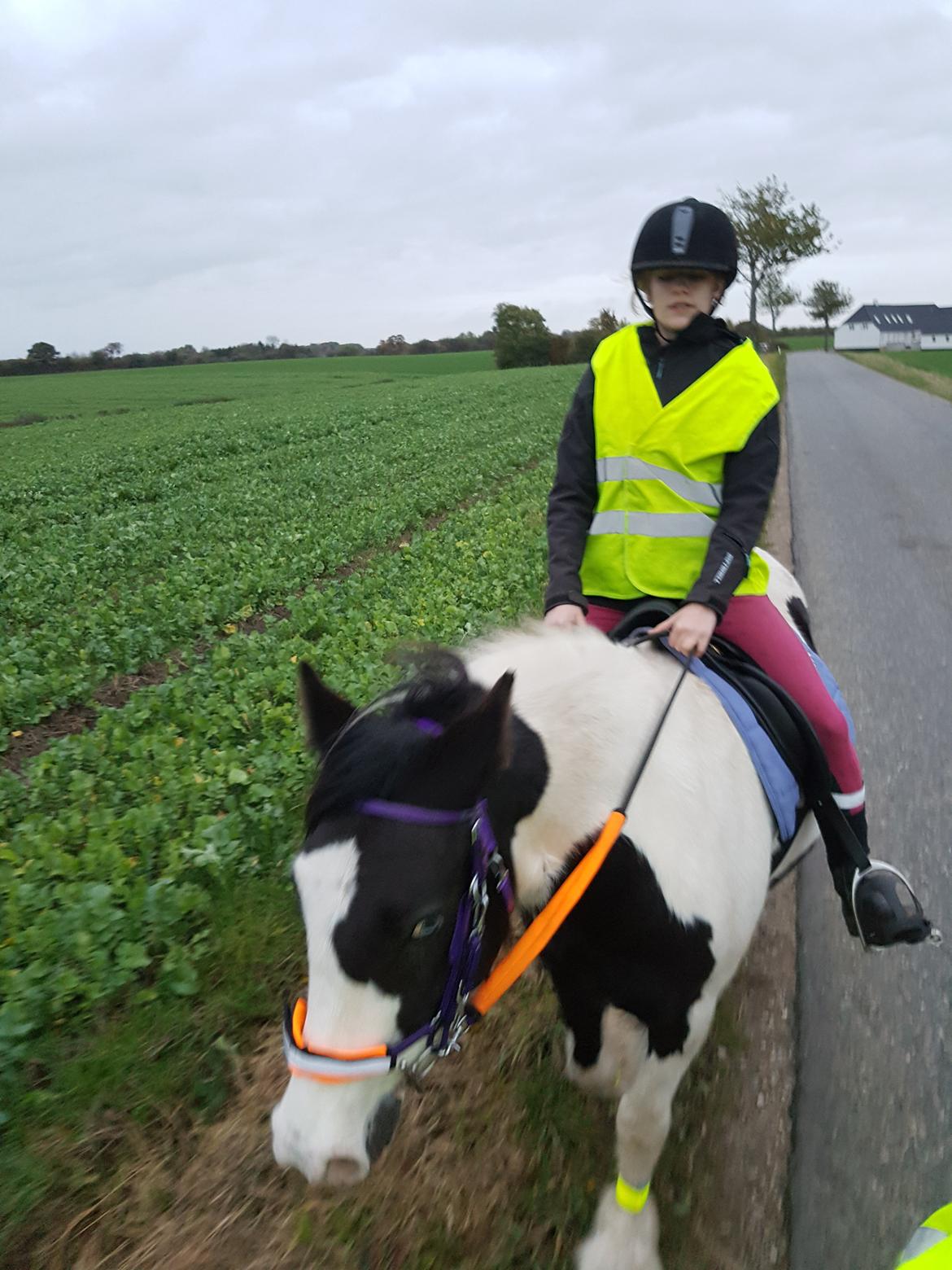 Tinker Skovbakkens Maggi May billede 13