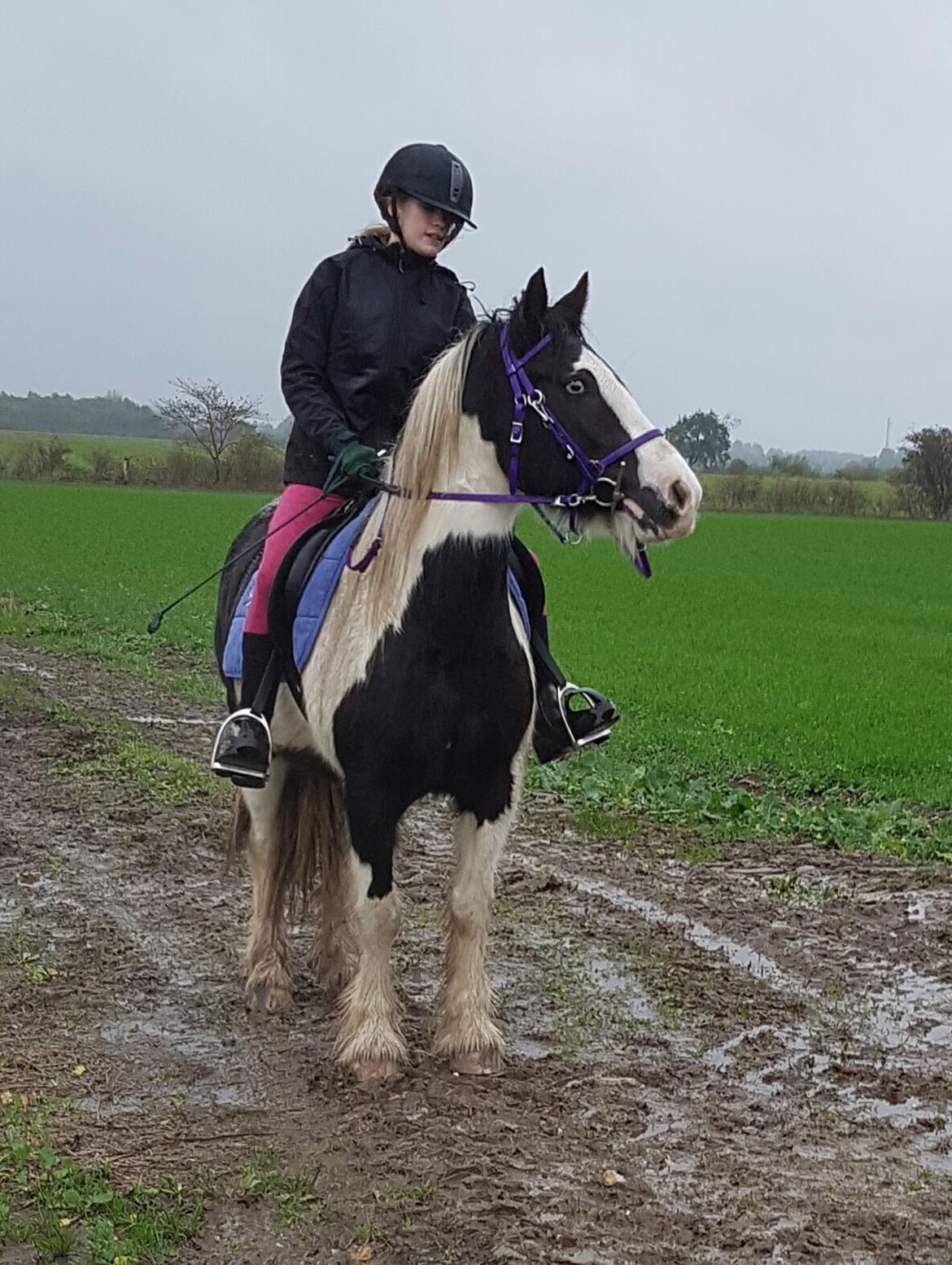 Tinker Skovbakkens Maggi May billede 12