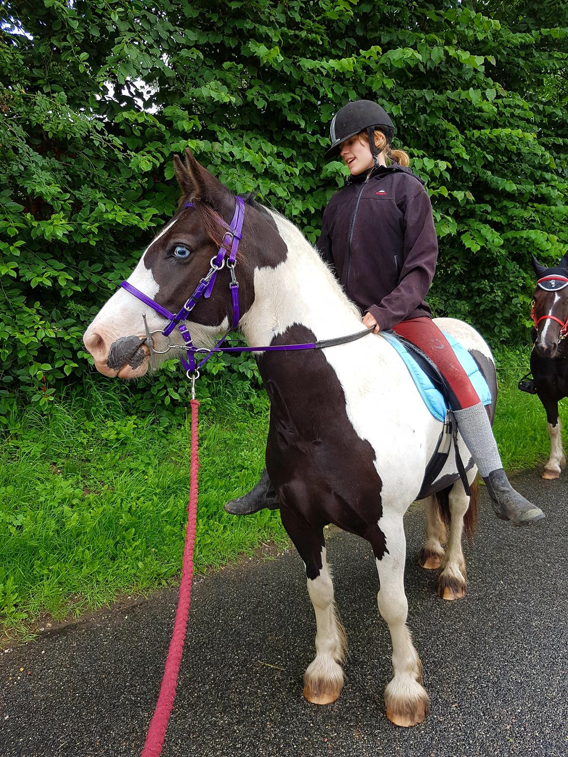 Tinker Skovbakkens Maggi May billede 11