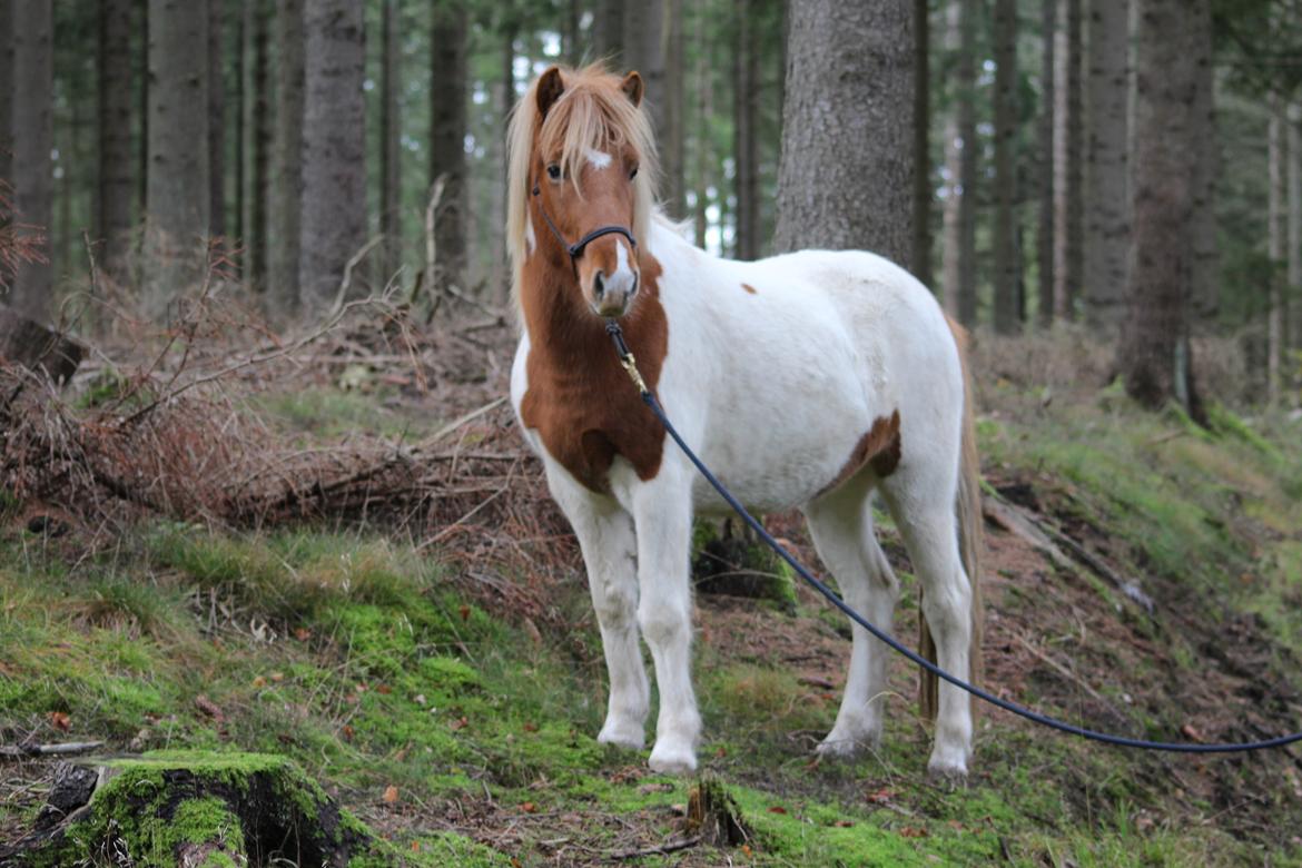 Islænder Drísill fra Cederborg - D. 23/10 - skovtur billede 4