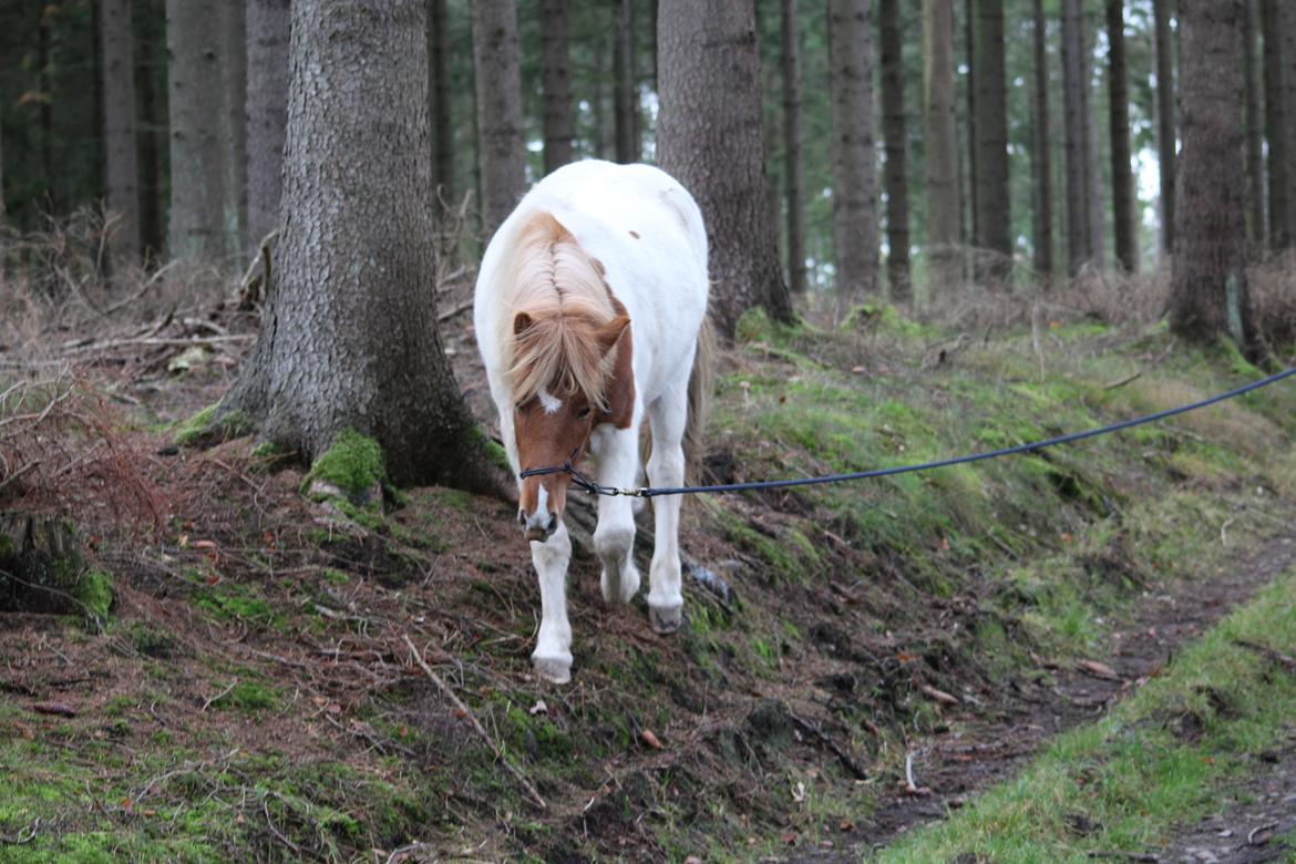 Islænder Drísill fra Cederborg - Bjerggeden i aktion :p billede 5